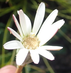 Gerbera serrata