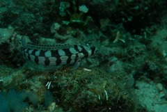 Parapercis tetracantha