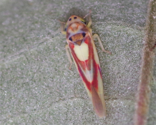 Zygina lunaris