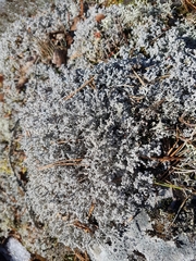 Stereocaulon paschale