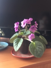 Streptocarpus ionanthus
