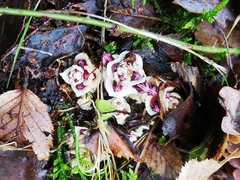 Lathraea clandestina