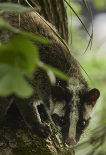 Masked Palm Civet, photo 6 of 10