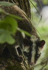 Masked Palm Civet photo 4