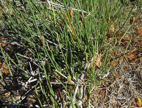 Image of Ephedra antisyphilitica by (c) Annika Lindqvist, some rights reserved (CC BY)