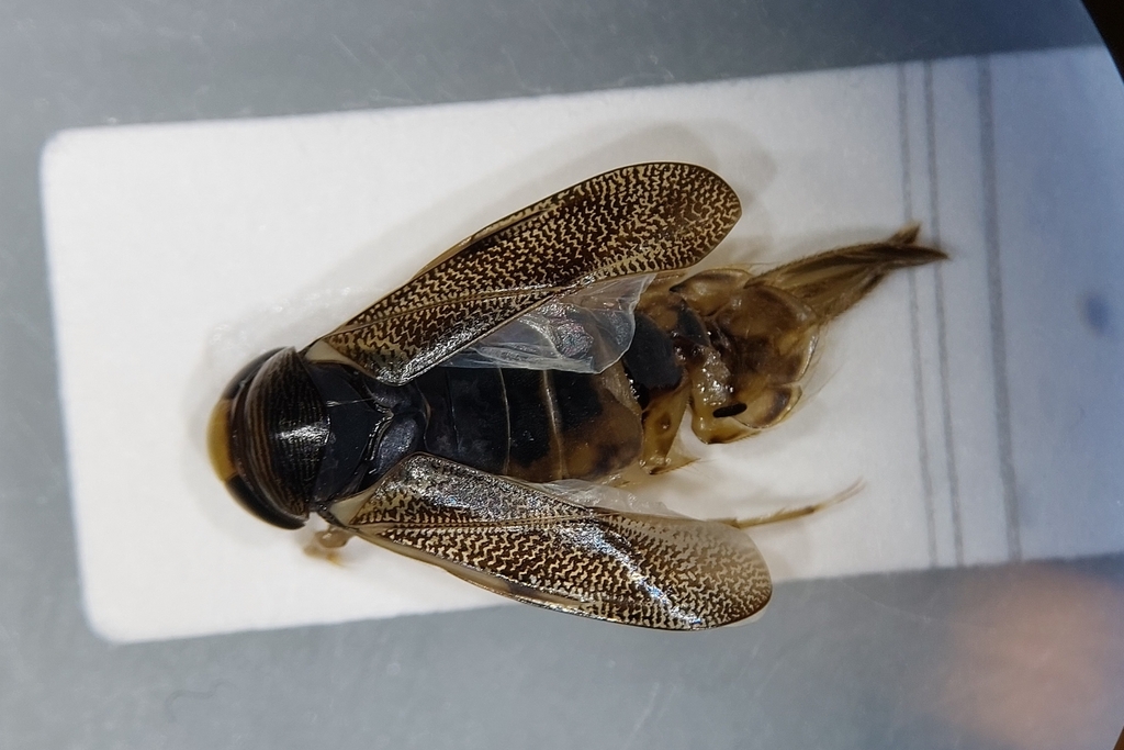 Corixa panzeri