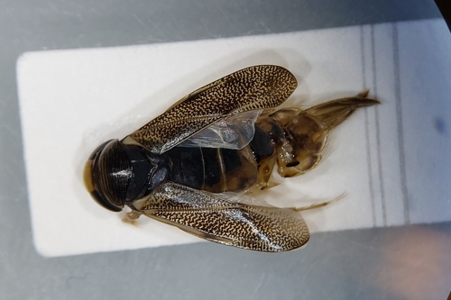 Corixa panzeri