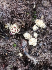 Lathraea clandestina