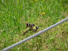 Carduelis carduelis britannica