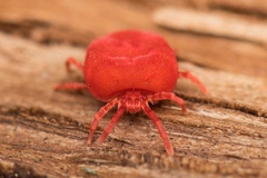 Trombidium holosericeum