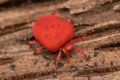 Trombidium holosericeum