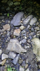 Chlaenius bioculatus