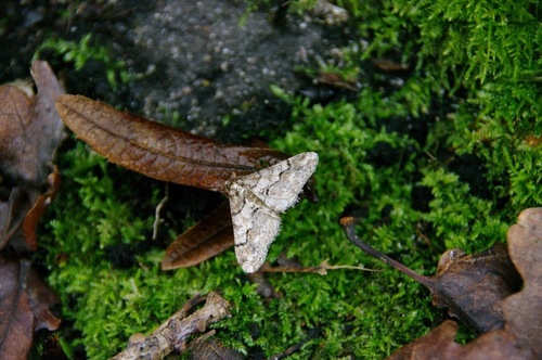 Agriopis leucophaearia