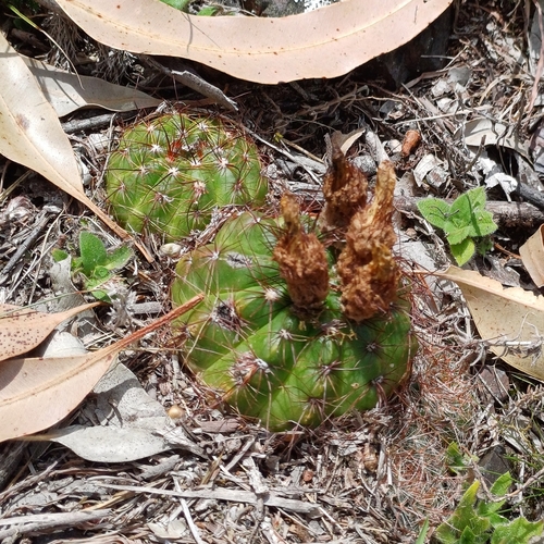 Parodia ottonis