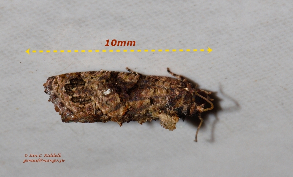 False Codling Moth