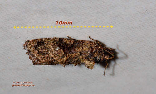 False Codling Moth