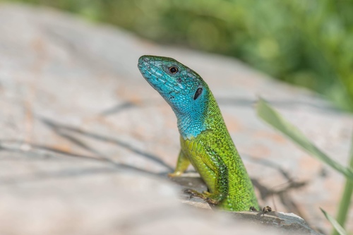 Green Lizard, photo 6 of 8
