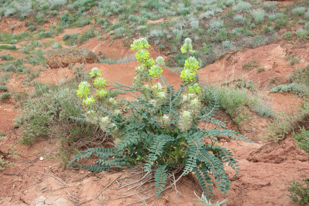 Astragalus vulpinus
