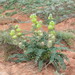 Astragalus vulpinus - Photo (c) Оlga Сhernyagina, alguns direitos reservados (CC BY-NC), uploaded by Оlga Сhernyagina