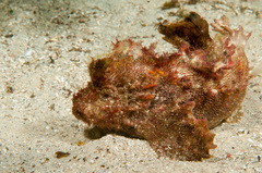 Aploactisoma milesii