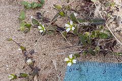 Cerastium diffusum