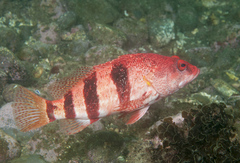 Hypoplectrodes nigroruber