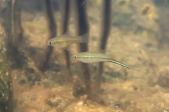 Xiphophorus hellerii