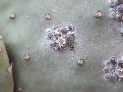 cochineal