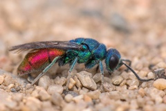 Chrysis terminata