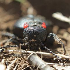 Physomeloe corallifer