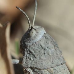 Ocnerodes prosternalis