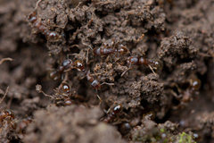 Tetramorium caespitum