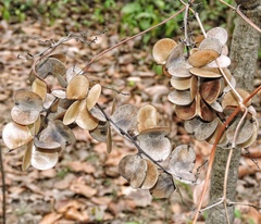 Dioscorea oppositifolia