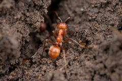 Polyergus rufescens