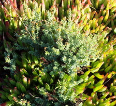 Osteospermum polygaloides