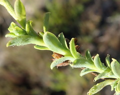 Osteospermum polygaloides