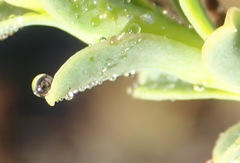 Osteospermum polygaloides