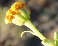 Osteospermum polygaloides