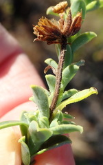 Osteospermum polygaloides