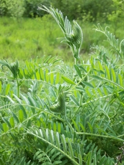 Vicia villosa villosa