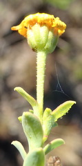 Osteospermum polygaloides