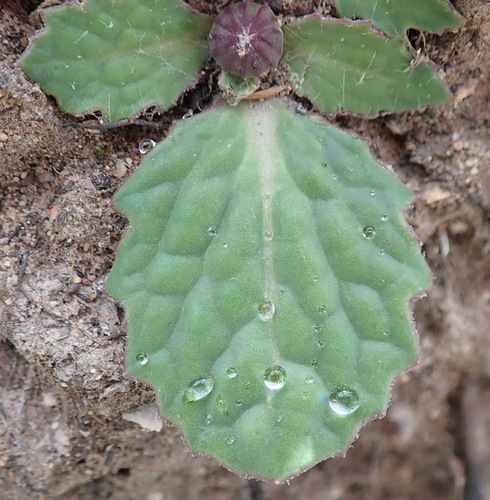 Image of Wild Babooncabbage (Othonna oleracea) by (c) Nicola van Berkel, some rights reserved (CC BY-SA)