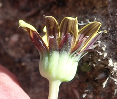 Othonna oleracea