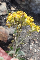 Senecio crenatus