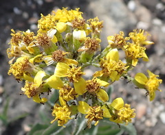 Senecio crenatus