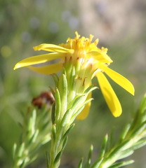 Senecio pinifolius