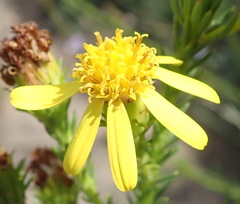Senecio pinifolius