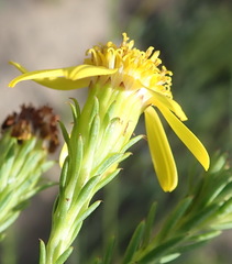 Senecio pinifolius