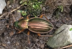 Carabus auratus