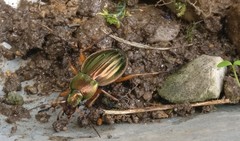 Carabus auratus
